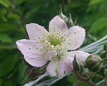 Blackberry Flower